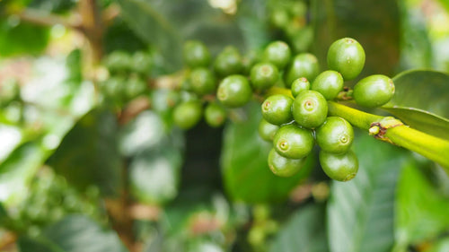 Ethiopia Gedeb — Bedhatu Jibicho